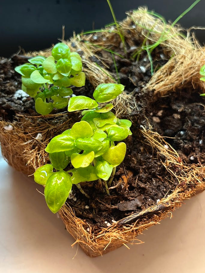 Small green plants growing in a pot with soil and pebbles.