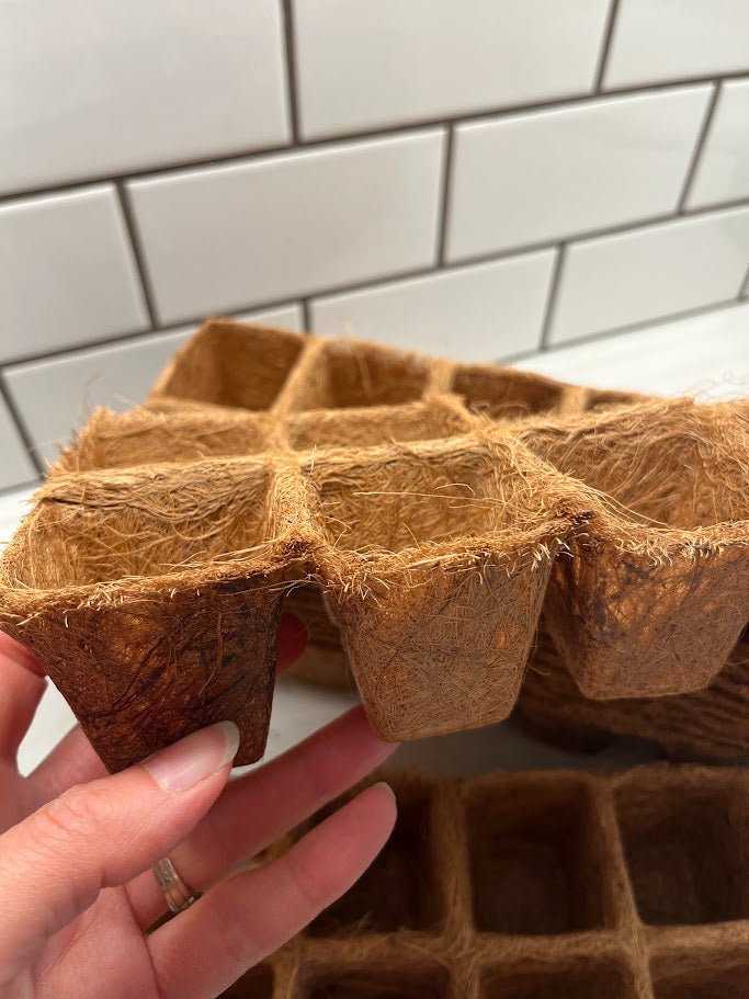 Hand holding a tray of brown biodegradable seedling pots against a tiled wall background.