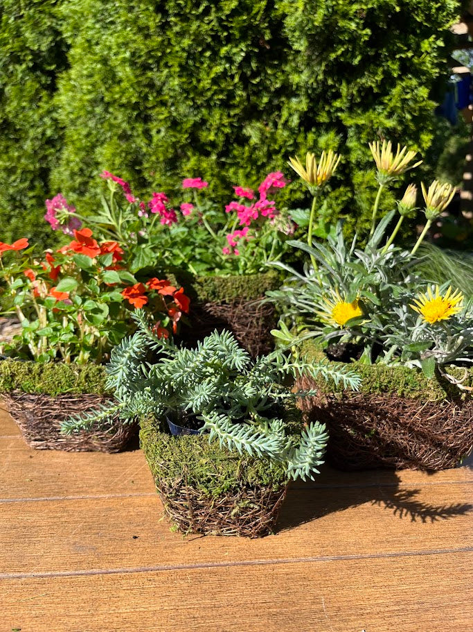 woven basket for plant pot SuperMoss (55074 Ventura, Fresh Green, X-Large