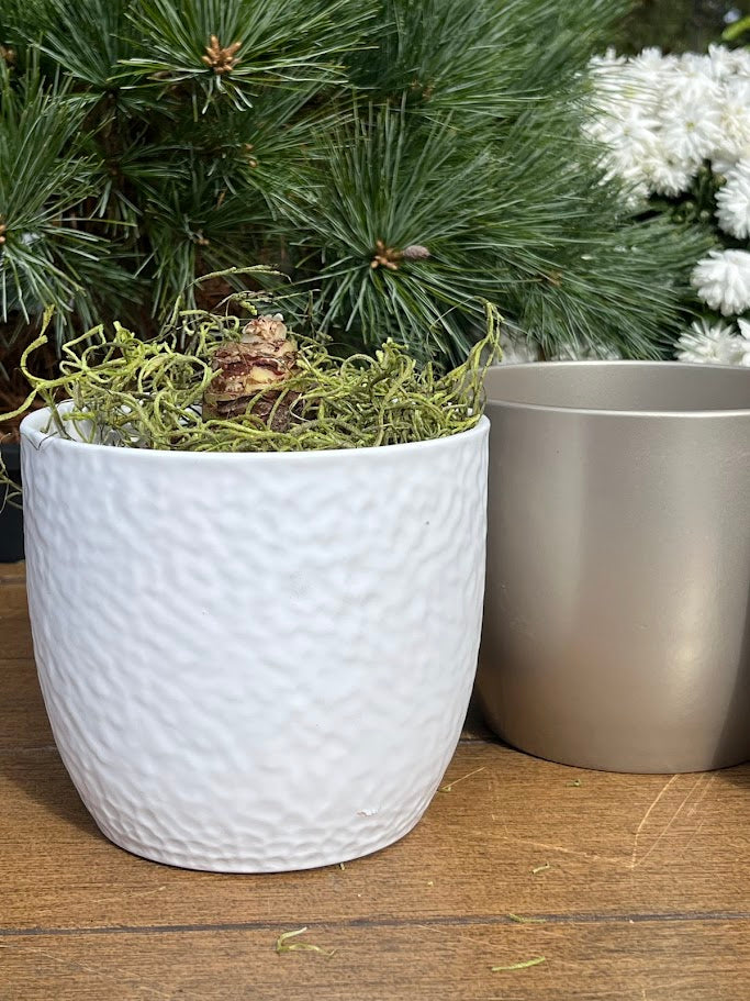 White textured pot with greenery next to a gray pot on a wooden surface with plants in the background.