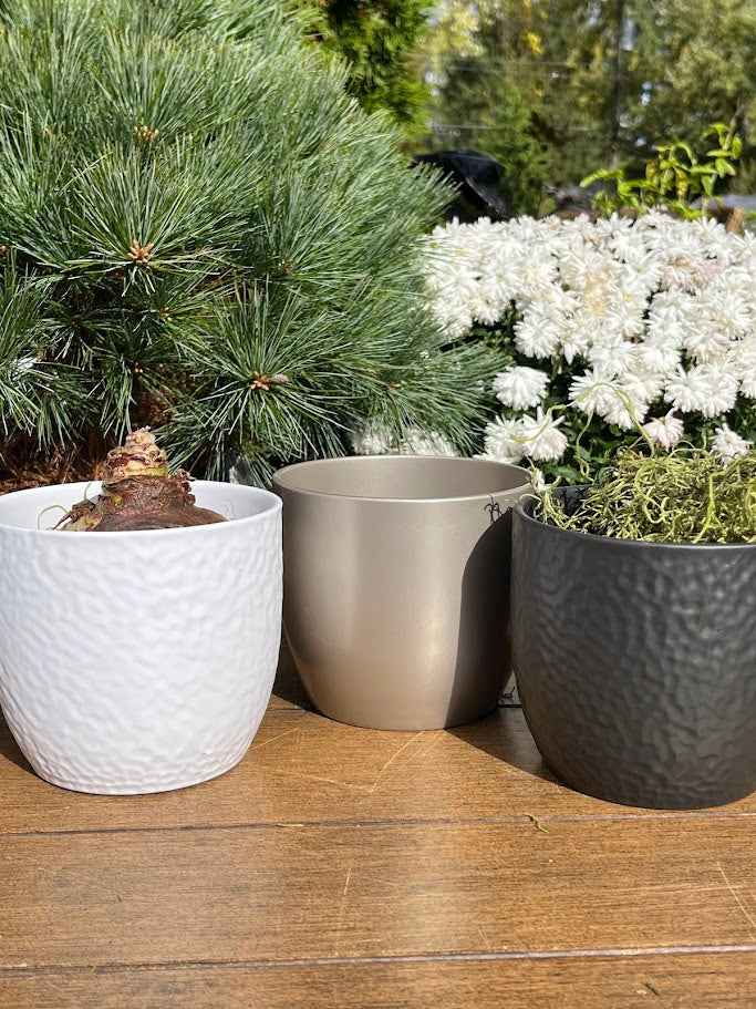 Three pots with plants on a wooden surface, surrounded by greenery.