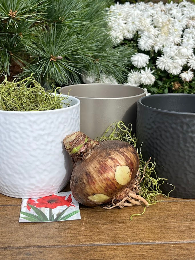 Decorative bulb with pots and flowers in the background