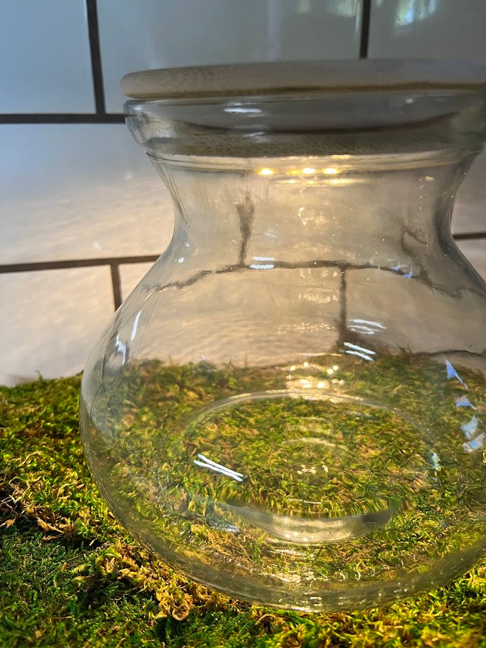 lighted plant terrarium Terrarium - Lighted Vase Shape