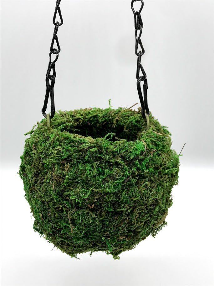 hanging moss ball planter SuperMoss Kokedama-Fresh Green, 4 in