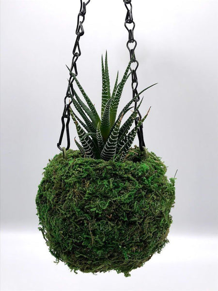 hanging plant with green balls 4" MOSS Hanging BALL Planter