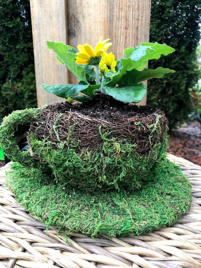 6" Coffee Cup Planter - Natural MOSS & Wicker - Garden Outside The Box