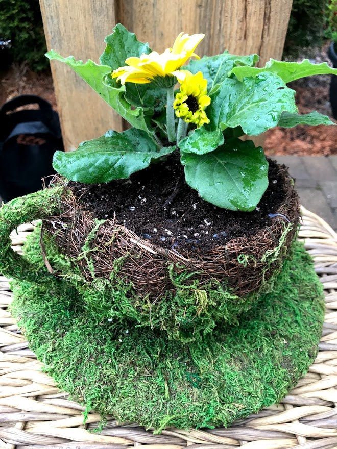 6" Coffee Cup Planter Natural MOSS & Wicker Garden Outside The Box