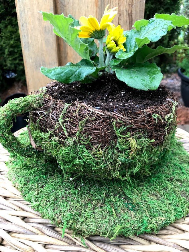 6" Coffee Cup Planter - Natural MOSS & Wicker - Garden Outside The Box
