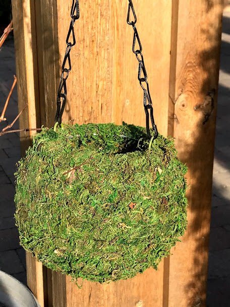 hanging planter 6 6" MOSS Hanging BALL Planter