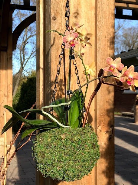 orchid hanging planter 6" MOSS Hanging Planter