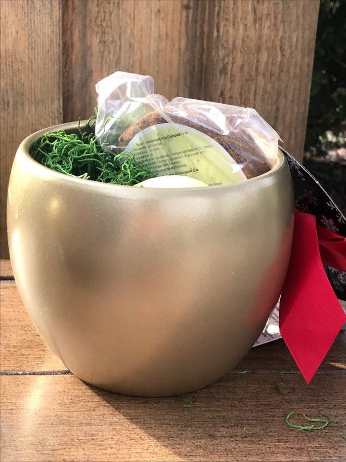 Amaryllis Grow Kit - Gold Planter / Red Flower - Garden Outside The Box