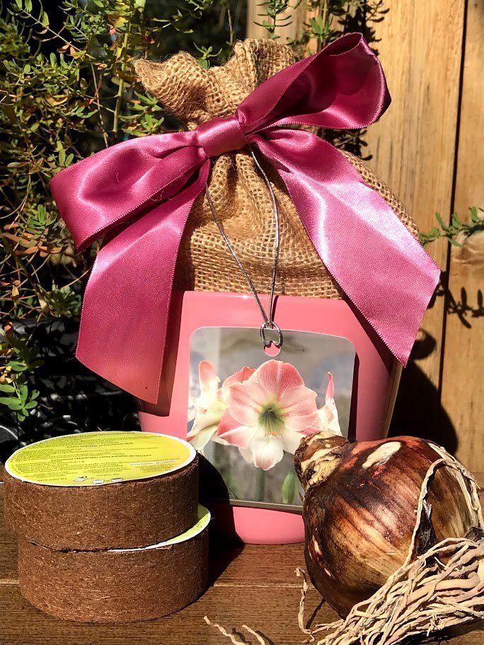 Amaryllis Grow Kit - ROSE Planter / Pink and White Flower - Garden Outside The Box
