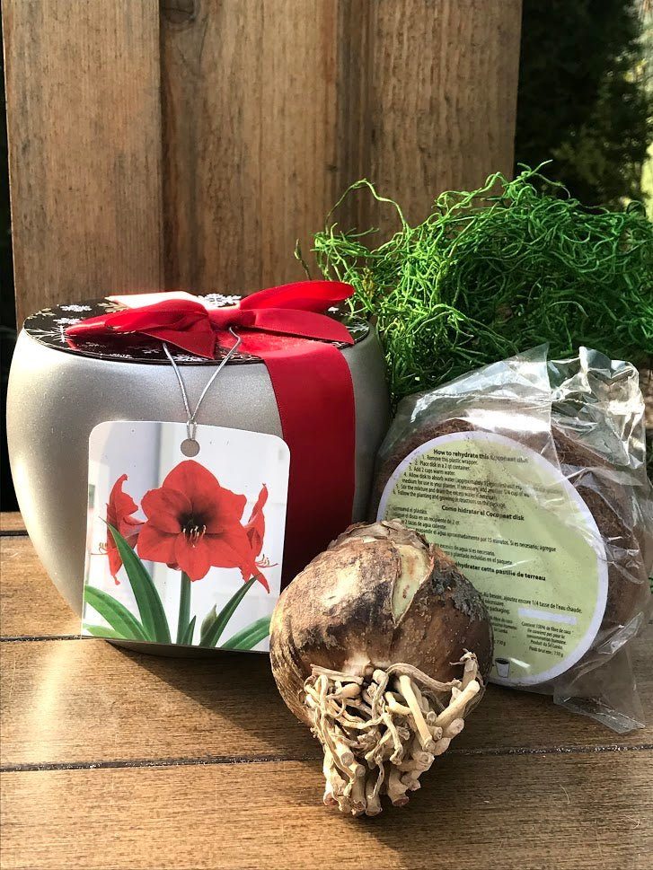 Amaryllis Grow Kit - Silver Planter / Red Flower - Garden Outside The Box