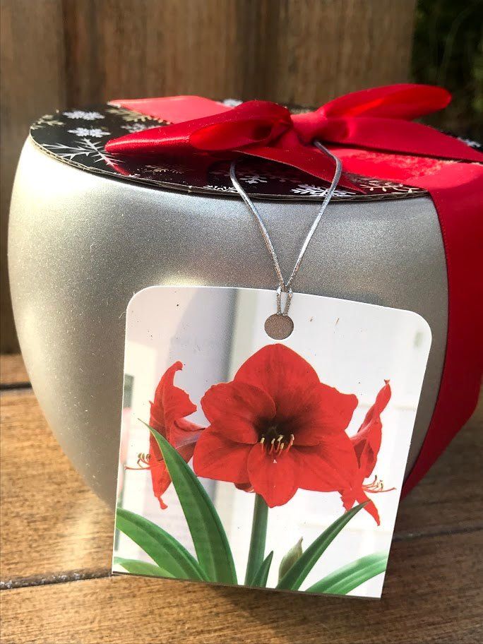 Amaryllis Grow Kit - Silver Planter / Red Flower - Garden Outside The Box