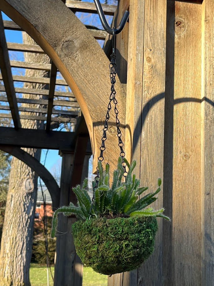 hanging moss basket planter MossWeave Mini Hanging Basket, 6in Round, Fresh Green