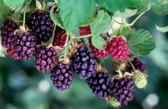 Boysenberry Bare Root Plant