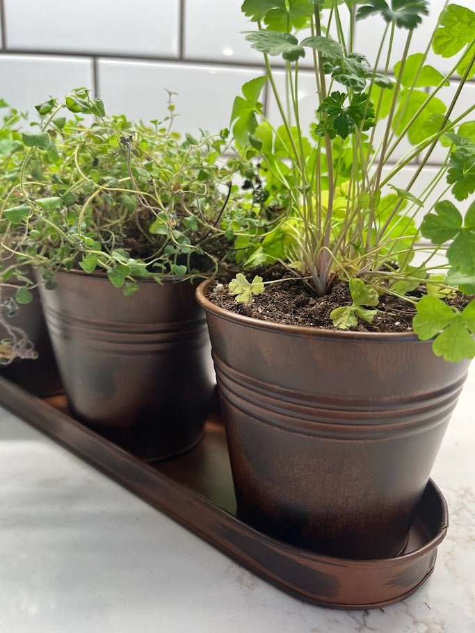 windowsill planter indoor Gardener's Select Farmhouse Round Pot & Tray Set, Rusty, 12.5in