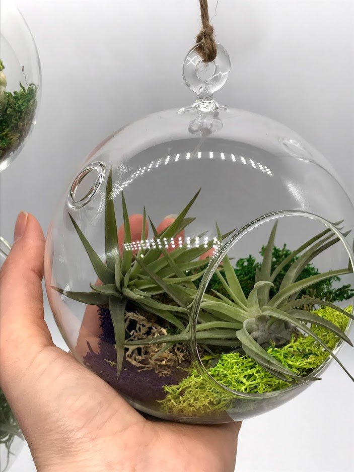 air plant bulb Air Plant filled - Hanging Glass Globe