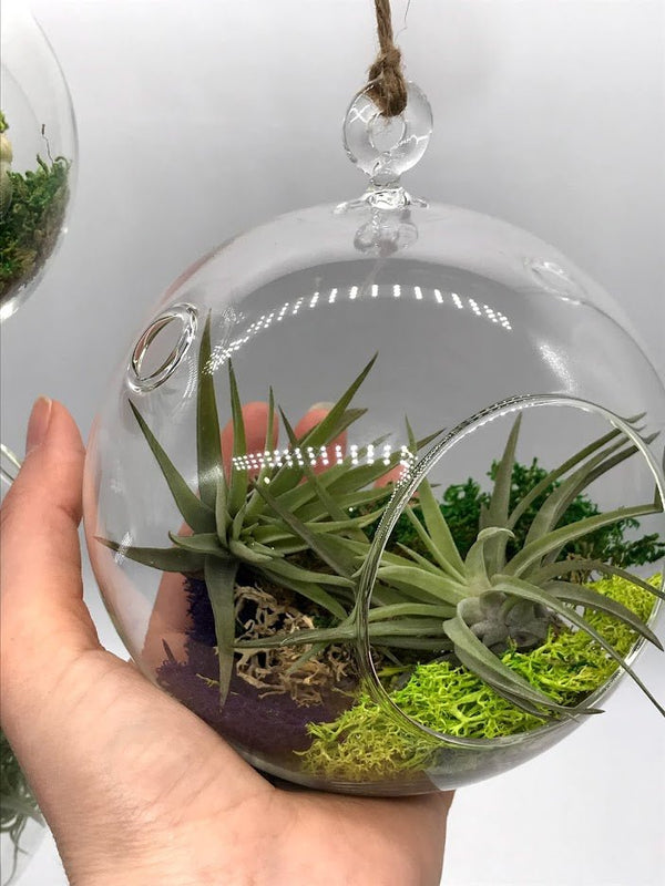 glass balls for air plants Air Plant filled - Hanging Glass Globe