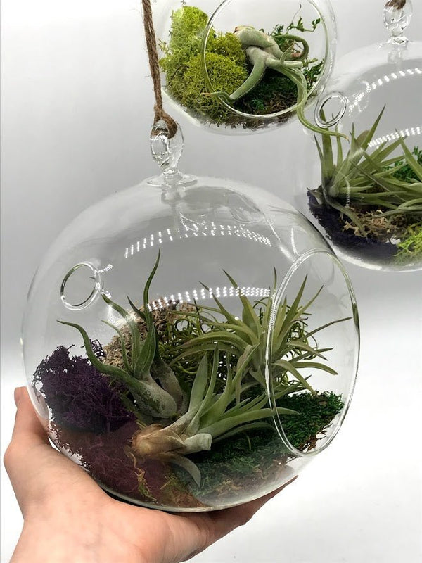 air plants hanging glass containers Air Plant filled - Hanging Glass Globe