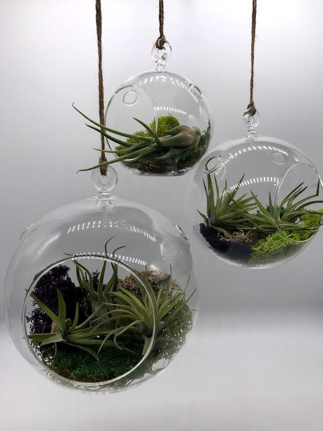 air plant terrarium gift Air Plant filled - Hanging Glass Globe