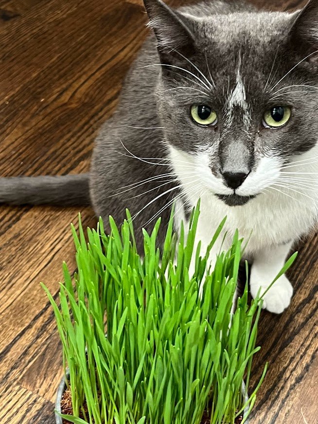Organic Cat Grass Kit