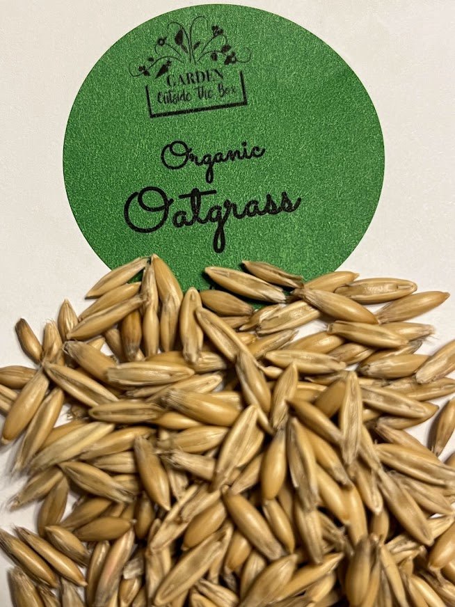 Organic Oatgrass Seeds