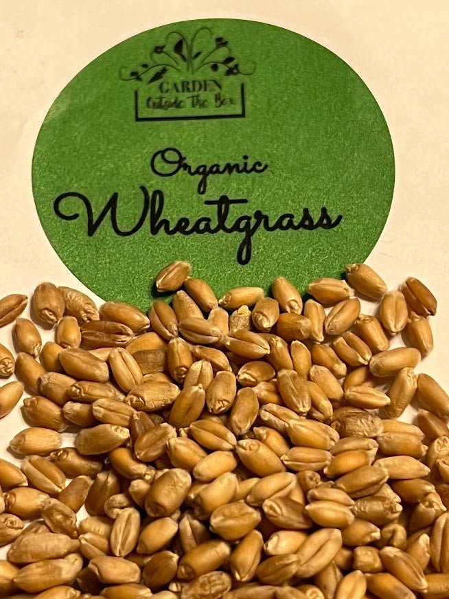 Organic Wheatgrass Seeds