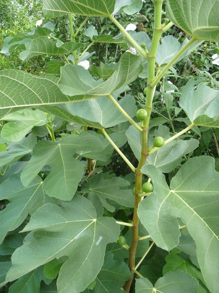 fiddle leaf fig chicago Chicago Hardy Fig