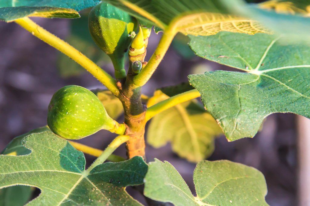 Chicago Hardy Fig - Garden Outside The Box