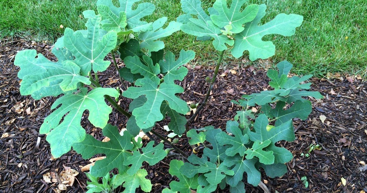 fiddle leaf fig tree chicago Chicago Hardy Fig