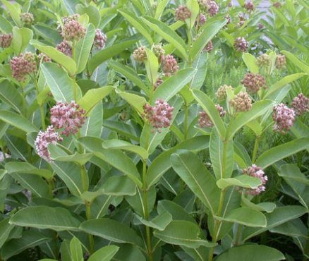 where to buy milkweed plants or seeds Common Milkweed Asclepias syriaca SEEDS