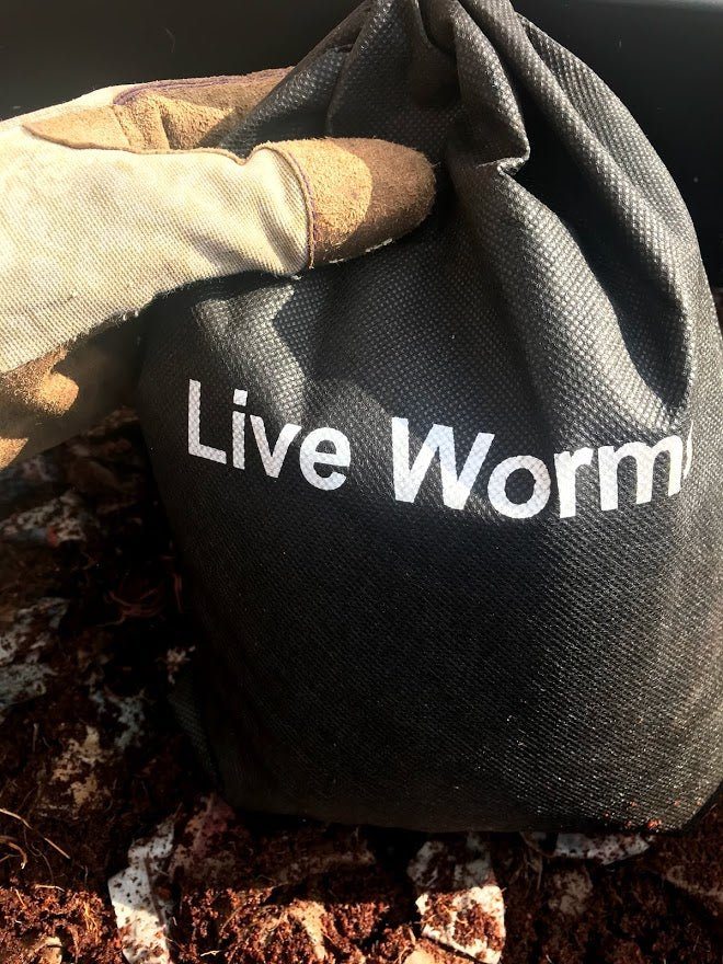 Composting Worms - Garden Outside The Box