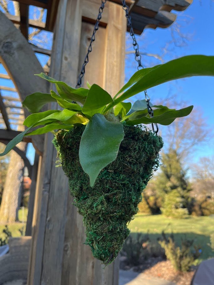 hanging moss basket planter 6" MOSS Hanging Basket