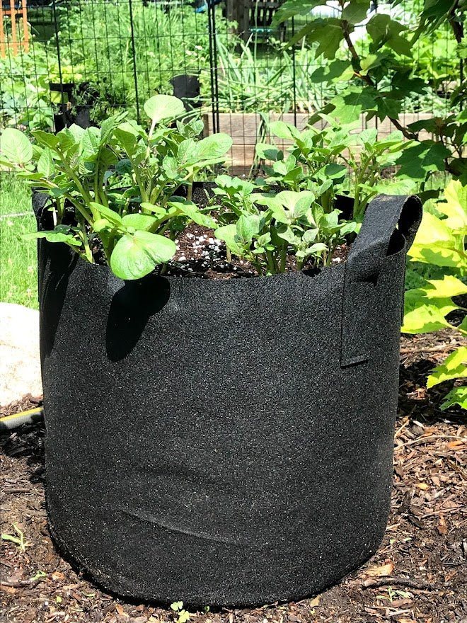 Benefits of Using Fabric Grow Bags Over Planters – ECOgardener