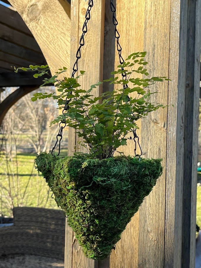 3 tier hanging basket planter 6" MOSS Hanging Basket - Square Cone