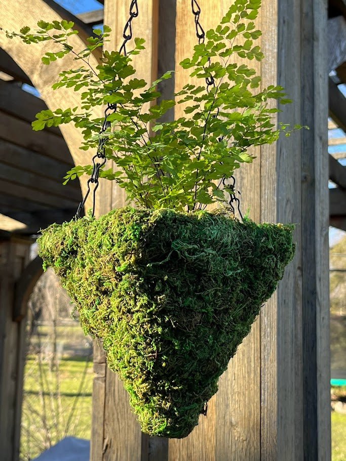 cone shaped hanging planter 6" MOSS Hanging Basket