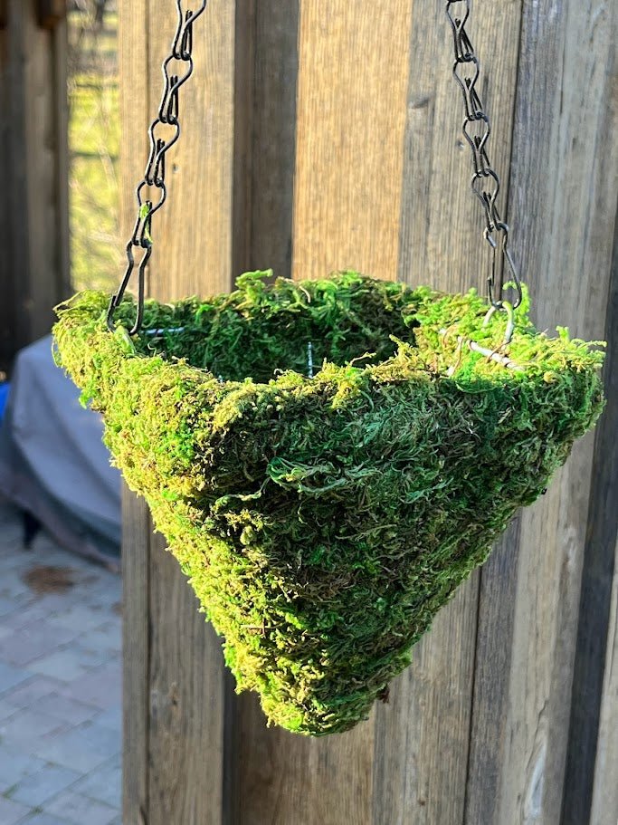 6" MOSS Hanging Basket - Square Cone