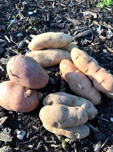 Fingerling Gourmet Potato COLLECTION - Garden Outside The Box
