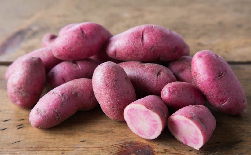 planting fingerling seed potatoes Fingerling Seed Potatoes - AmaRosa