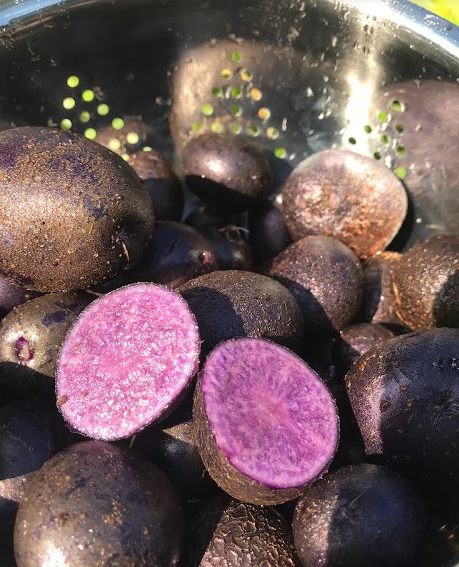 Fingerling Seed Potatoes - Purple Peruvian - Garden Outside The Box