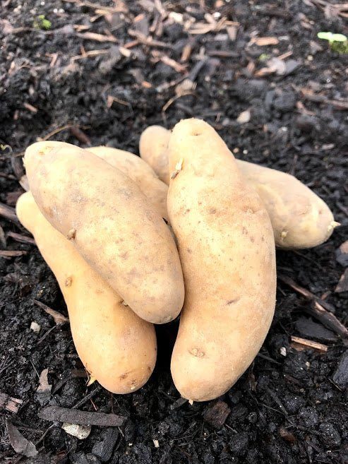 Fingerling Seed Potatoes - Russian Banana OG - Garden Outside The Box