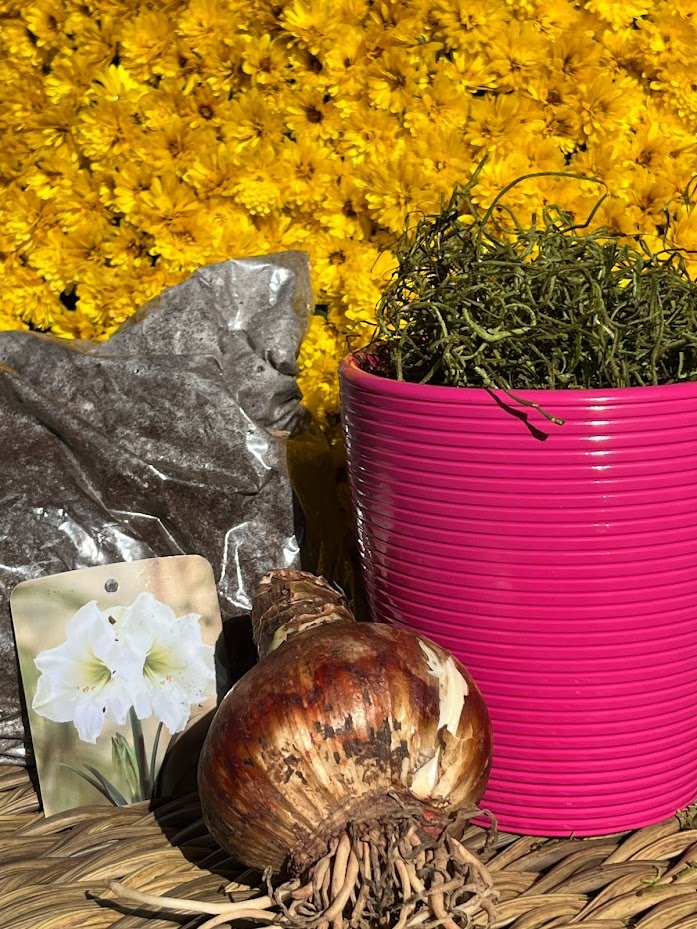 Fuchsia Ceramic Planter with Amaryllis Grow Kit 
