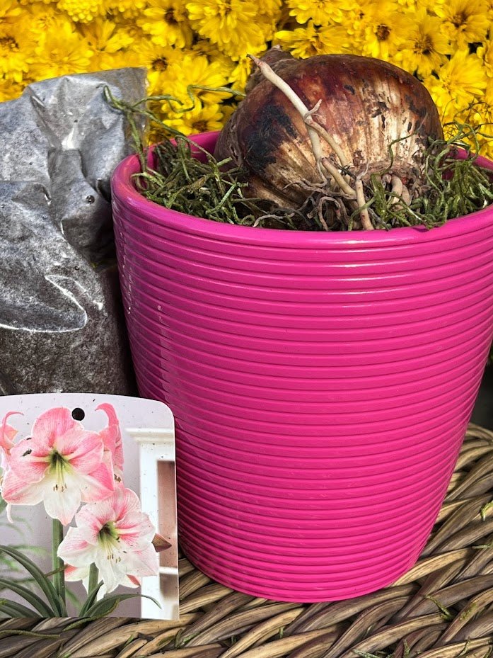 fuchsia pink plant pot Amaryllis Grow Kit - Hot Pink Planter / White or Pink Flower