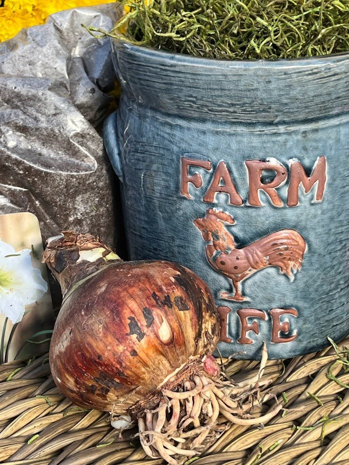 Farm Life Planter with Amaryllis Grow Kit 
