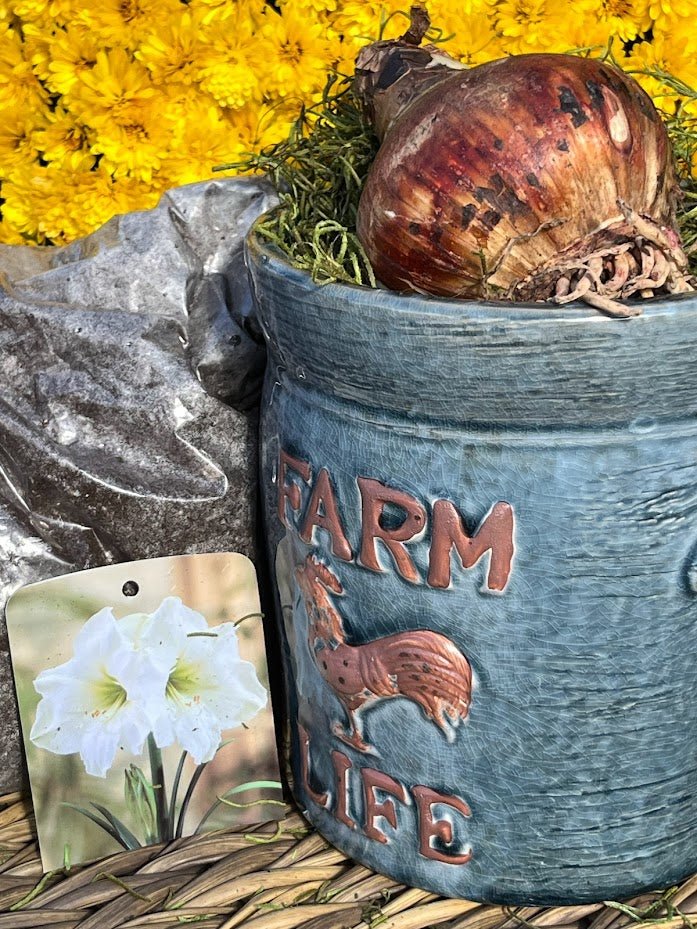 Farm Life Planter with Amaryllis Grow Kit 