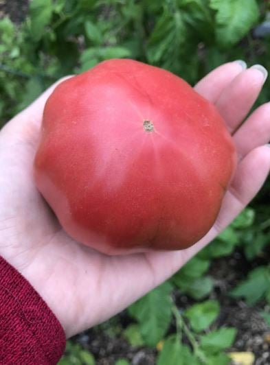 Pruden's Purple Heirloom Tomato