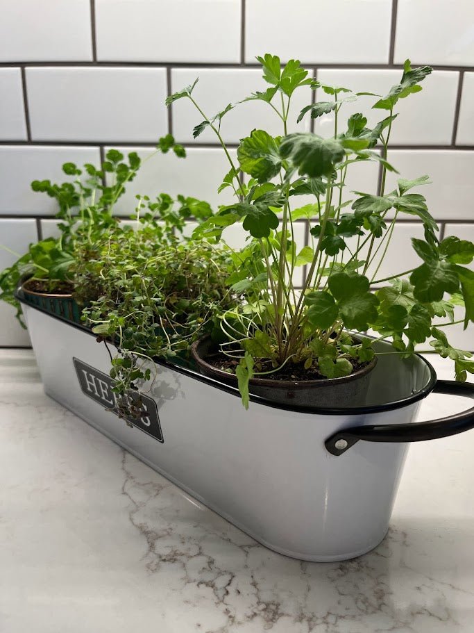 windowsill planter indoor Panacea 16" Milkhouse Herbs Short Oval Planter
