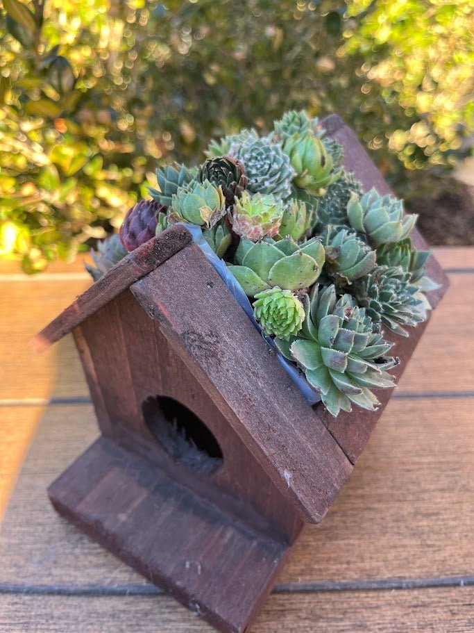 succulents on roof Jade Plantable Birdhouse