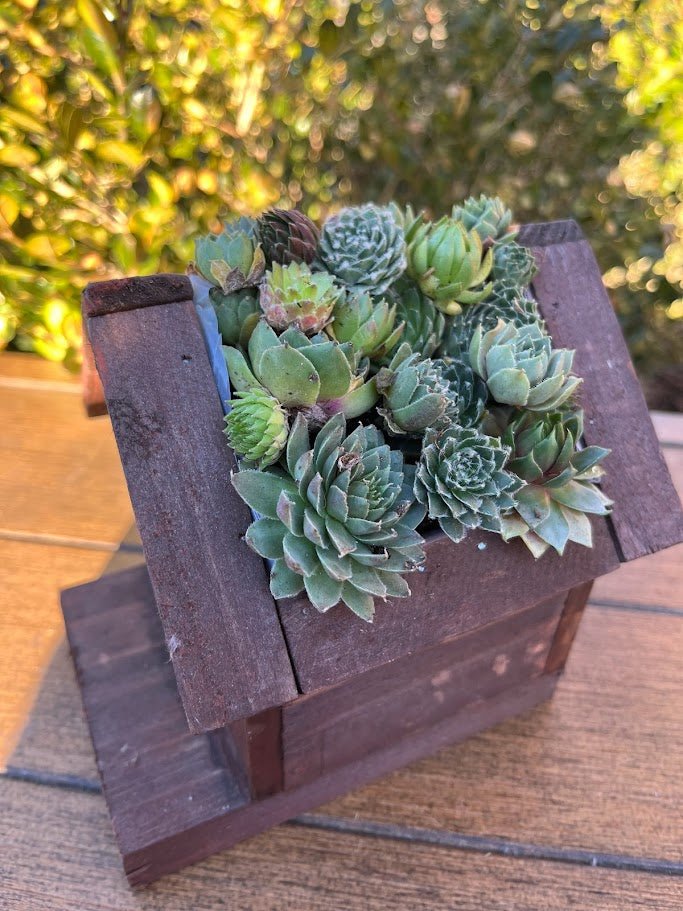 birdhouse succulent planter Jade Plantable Birdhouse